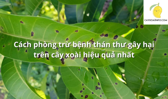 Cách phòng trừ bệnh thán thư gây hại trên cây xoài hiệu quả nhất