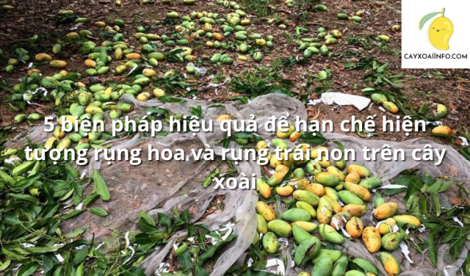 5 biện pháp hiệu quả để hạn chế hiện tượng rụng hoa và rụng trái non trên cây xoài