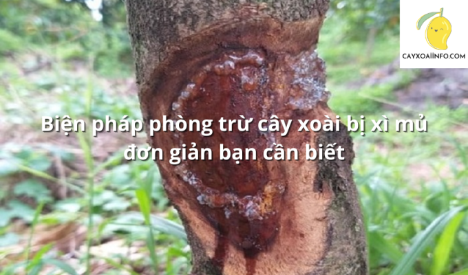 Biện pháp phòng trừ cây xoài bị xì mủ đơn giản bạn cần biết