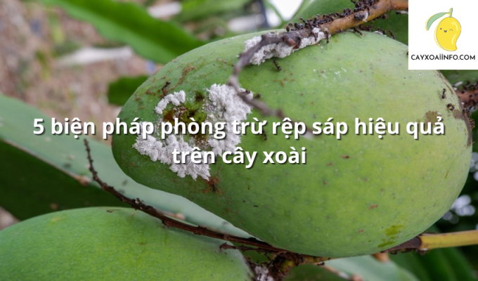 5 biện pháp phòng trừ rệp sáp hiệu quả trên cây xoài