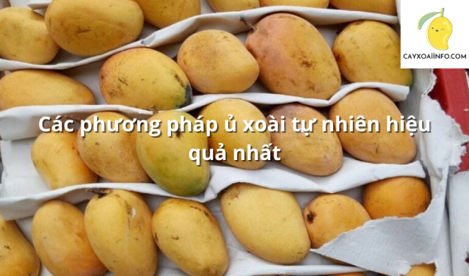 Các phương pháp ủ xoài tự nhiên hiệu quả nhất