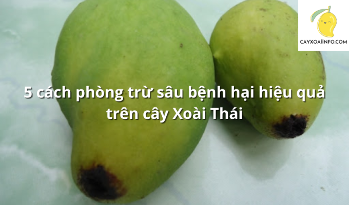 5 cách phòng trừ sâu bệnh hại hiệu quả trên cây Xoài Thái