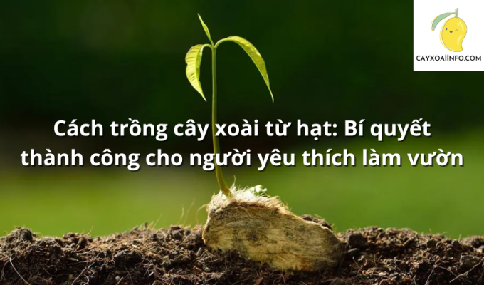 Cách trồng cây xoài từ hạt: Bí quyết thành công cho người yêu thích làm vườn