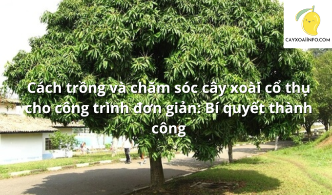 Cách trồng và chăm sóc cây xoài cổ thụ cho công trình đơn giản: Bí quyết thành công