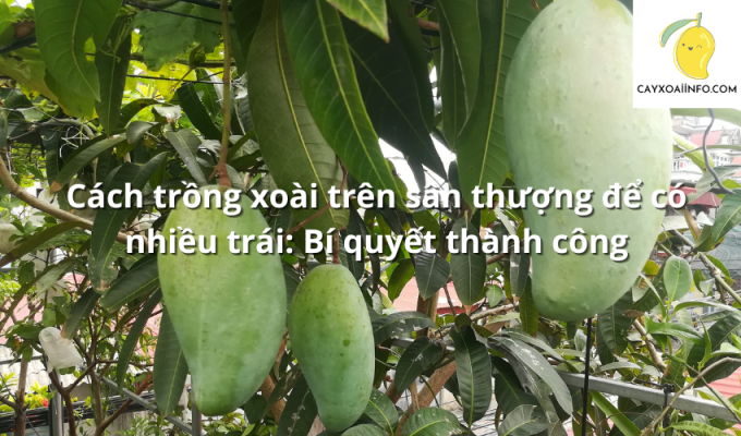 Cách trồng xoài trên sân thượng để có nhiều trái: Bí quyết thành công