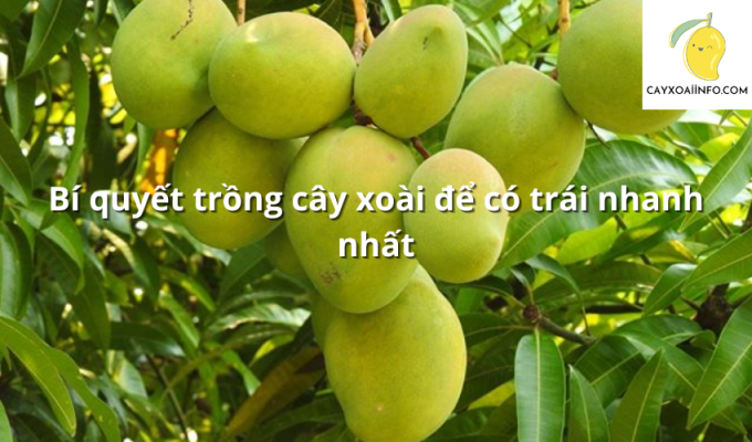 Bí quyết trồng cây xoài để có trái nhanh nhất