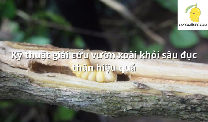 Kỹ thuật giải cứu vườn xoài khỏi sâu đục thân hiệu quả