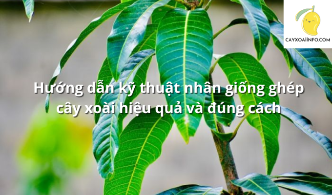 Hướng dẫn kỹ thuật nhân giống ghép cây xoài hiệu quả và đúng cách