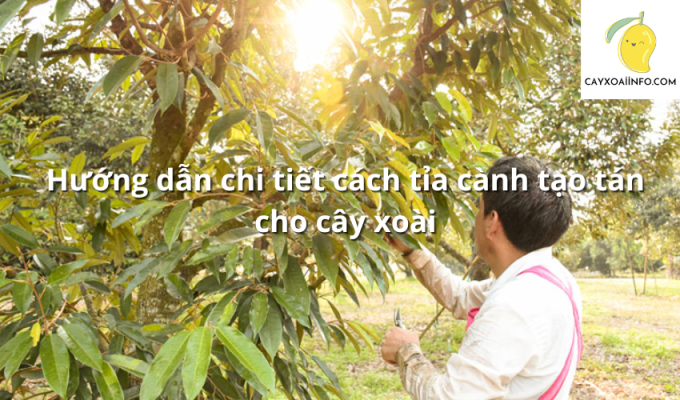 Hướng dẫn chi tiết cách tỉa cành tạo tán cho cây xoài