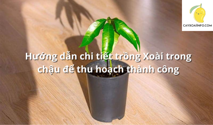 Hướng dẫn chi tiết trồng Xoài trong chậu để thu hoạch thành công