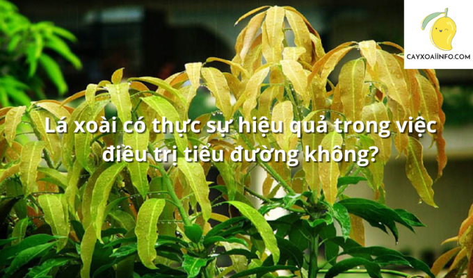 Lá xoài có thực sự hiệu quả trong việc điều trị tiểu đường không?