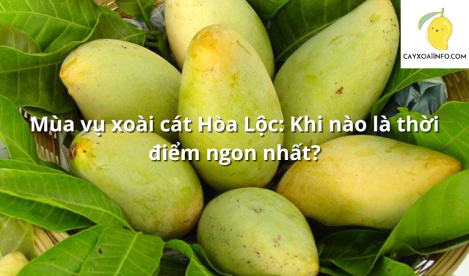 Mùa vụ xoài cát Hòa Lộc: Khi nào là thời điểm ngon nhất?