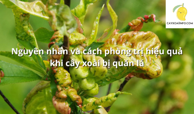 Nguyên nhân và cách phòng trị hiệu quả khi cây xoài bị quăn lá