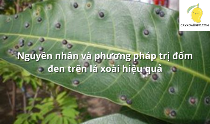 Nguyên nhân và phương pháp trị đốm đen trên lá xoài hiệu quả