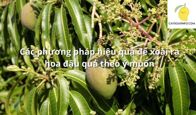 Các phương pháp hiệu quả để xoài ra hoa đậu quả theo ý muốn