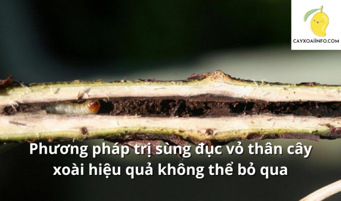 Phương pháp trị sùng đục vỏ thân cây xoài hiệu quả không thể bỏ qua