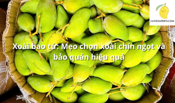 Xoài bao tử: Mẹo chọn xoài chín ngọt và bảo quản hiệu quả