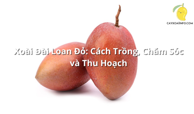 Xoài Đài Loan Đỏ: Cách Trồng, Chăm Sóc và Thu Hoạch