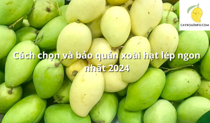 Cách chọn và bảo quản xoài hạt lép ngon nhất 2024