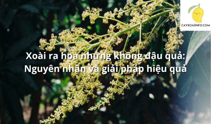 Xoài ra hoa nhưng không đậu quả: Nguyên nhân và giải pháp hiệu quả