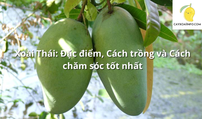 Xoài Thái: Đặc điểm, Cách trồng và Cách chăm sóc tốt nhất