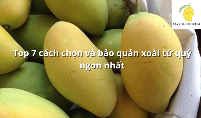 Top 7 cách chọn và bảo quản xoài tứ quý ngon nhất