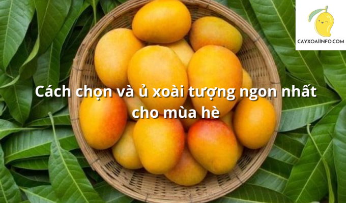 Cách chọn và ủ xoài tượng ngon nhất cho mùa hè