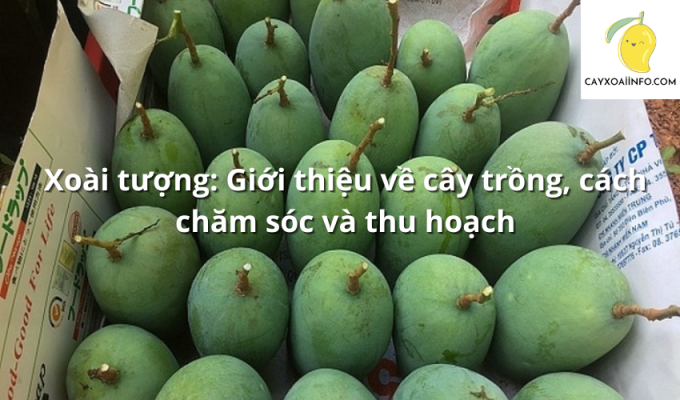 Xoài tượng: Giới thiệu về cây trồng, cách chăm sóc và thu hoạch