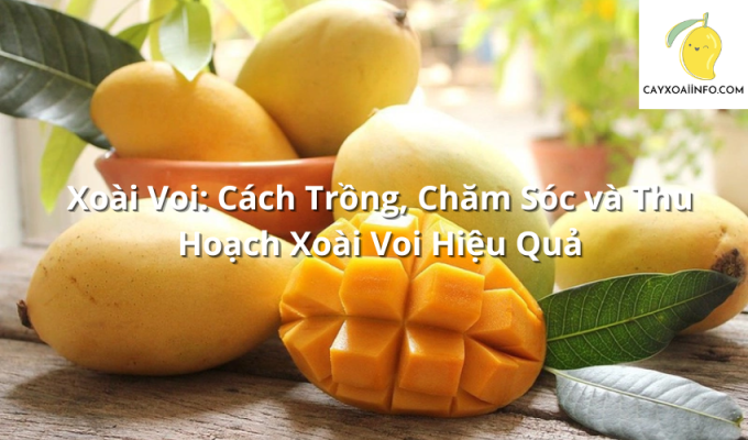 Xoài Voi: Cách Trồng, Chăm Sóc và Thu Hoạch Xoài Voi Hiệu Quả